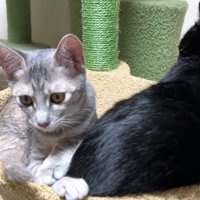 黒猫の背中とシルバータビーの正面