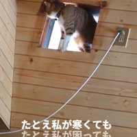 部屋の上部に開いた穴から周囲を観察する猫