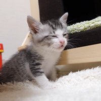 撫でられて目を閉じる猫