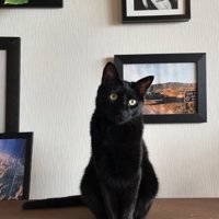 写真たての手前でお座りをしている黒猫