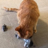 子猫の首元を舐めている大人の猫