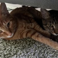 家具の下にいる2匹の猫