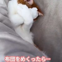 両方の前足で顔を隠す猫