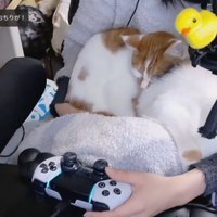 飼い主の膝の上でくつろぐ2頭の猫