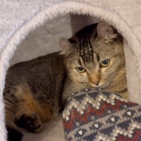 嗅ぐきんたろうくん