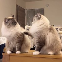 びっくりして振り返る兄猫