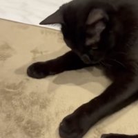 コインを前足で隠す猫の写真
