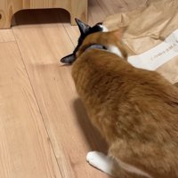 紙袋の近くで頭を低くしている猫の後ろ姿