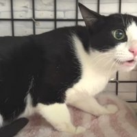 鳴いている猫