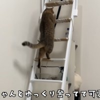 階段はしごを登る猫