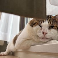 こちらに視線を向ける猫