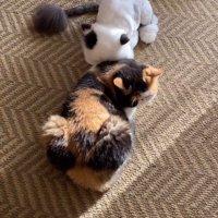 毛づくろいをしている猫