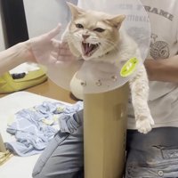 シャー