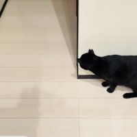 廊下の影でお父さんを待ち伏せする黒猫