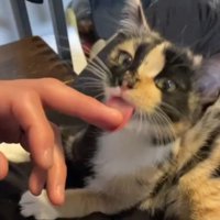 指を舐める猫