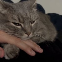 うとうとする猫