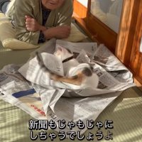 新聞をぐちゃぐちゃにする猫