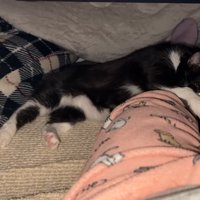 寝そべるまめちゃん