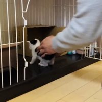 ママにケージに入れられるハチワレ子猫