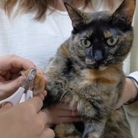 爪切りをされるサビ猫