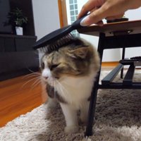 頭のブラッシングをされる猫