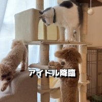 キャットタワーにいる猫にしっぽをふっている犬
