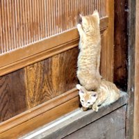 2匹の茶トラ子猫（上の子が前方の様子を確認中）
