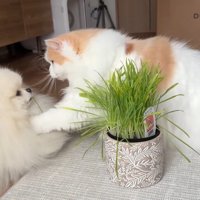 胸元にパンチ