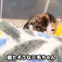テロップ「眠たそうな～」