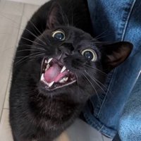 ペットシッターの足元にすり寄る猫