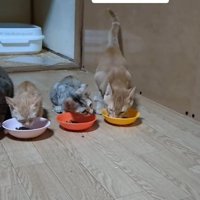 食べる猫