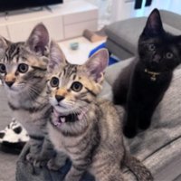室内にいる猫