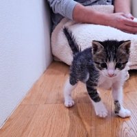 立っている子猫