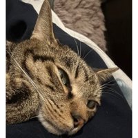 くつろいでいる猫