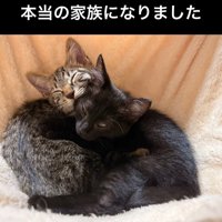 くっつく2匹の猫