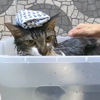お風呂に入る猫