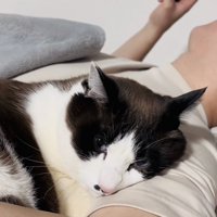 旦那さんと一緒に寝る保護猫