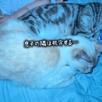 赤ちゃんと2匹の猫
