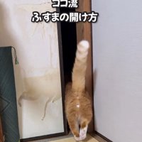 しっぽを上げながら襖の向こうへ歩いていく猫
