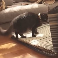 マットに乗る猫