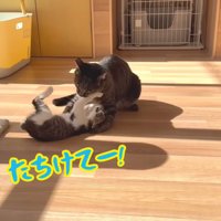 テロップ「こじろう たちけてー！」