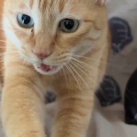 飼い主に前足をかけながら鳴く猫