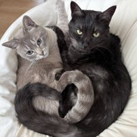 グレーと黒の猫