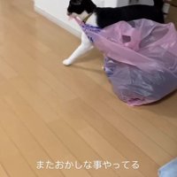 ゴミ袋をくわえて歩いている猫