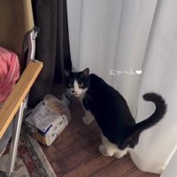 床に置いた食パンに近くでカメラを見つめる猫「にゃ〜ん♡」