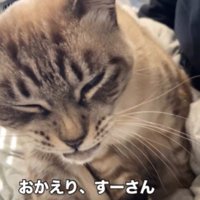 膝の上に座る猫