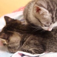 別の猫の背中を見つめる猫