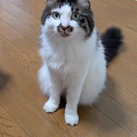 床に座ってカメラを見つめる猫