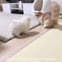 犬を見つめる猫と犬の後ろ姿