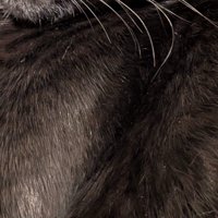 黒い毛並みの猫
